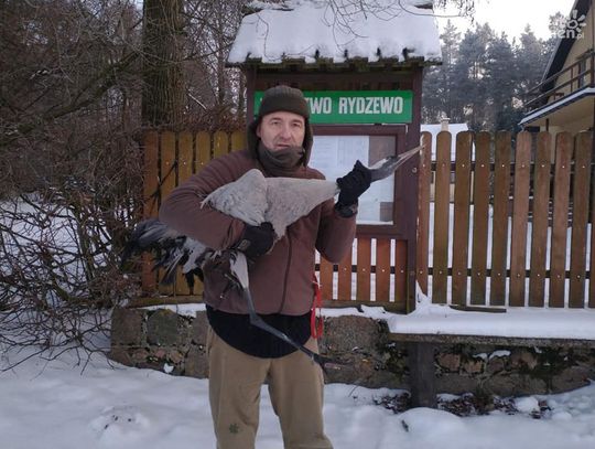 Ciechanowianin uratował przymarzniętego żurawia. Zobacz film z akcji ratunkowej