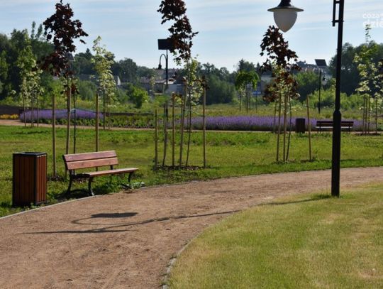 Ciechanowscy ojcowie mają swój park, zasadzili tam już ponad sto drzew