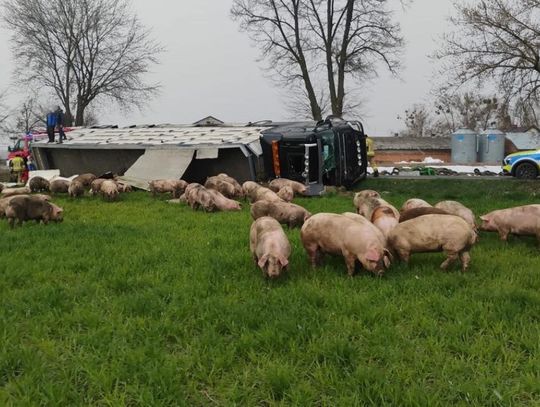 Ciężarówka ze świniami w rowie, zwierzęta rozbiegły się po okolicy