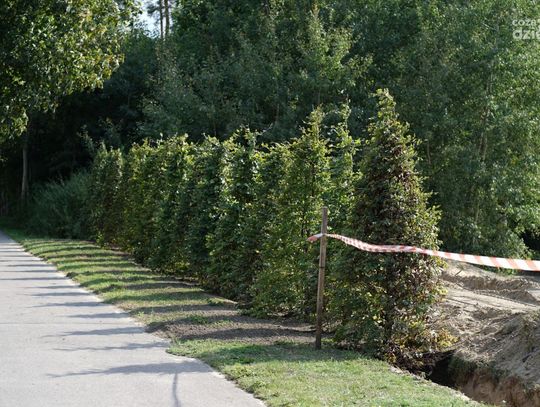 Ciszej i piękniej będzie jeszcze przy kąpielisku Krubin. Miasto sadzi drzewa między Sońską a plażą