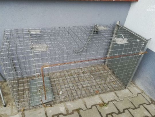 Co nim kierowało? Ukradł klatkę do łapania bezdomnych psów i sprzedał ją za bezcen