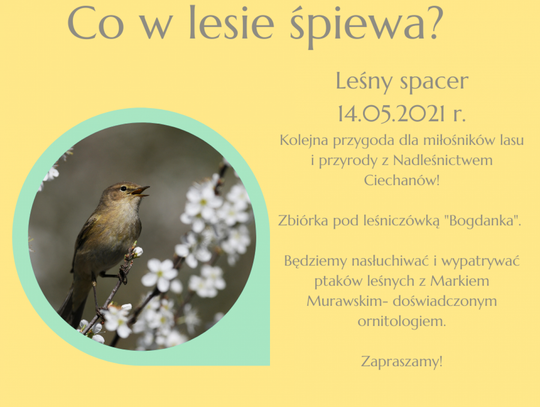 Co w lesie śpiewa?- przekonaj się!