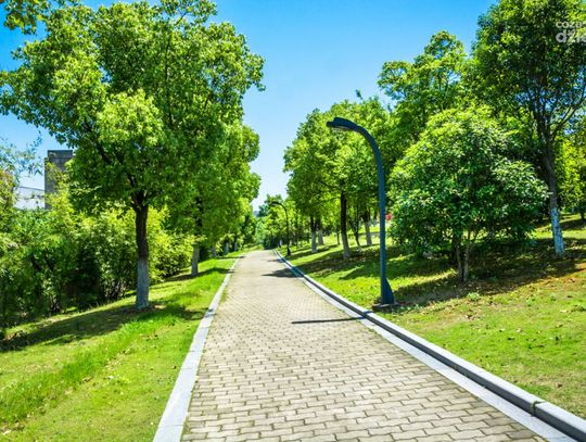 Czym jest ekspertyza dendrologiczna drzewa?