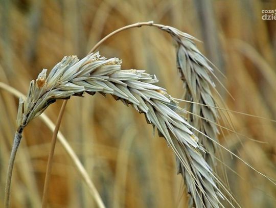 Dopłaty do materiału siewnego: Rozpoczęto przyjmowanie wniosków o wsparcie dla producentów rolnych