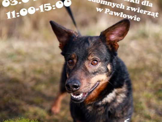 Dzień Otwarty. Przy okazji zawieźmy coś dla psiaków z Pawłowa