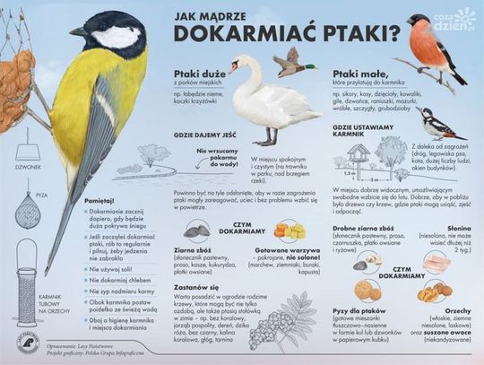 Jak dokarmiać ptaki? Nadleśnictwo Ciechanów podpowiada