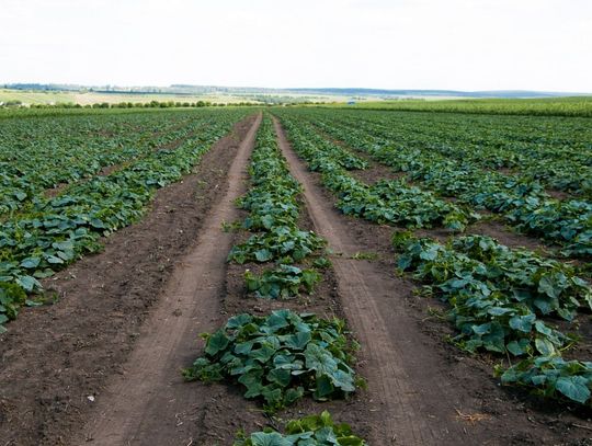 Kamienica. Groźny wypadek na plantacji ogórków