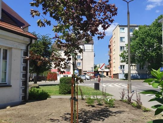 Klon zamiast świerku