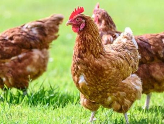 Kolejne ogniska ptasiej grypy na Mazowszu