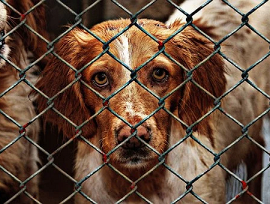 Kolejne psy ze schroniska w Pawłowie czekają na adopcję