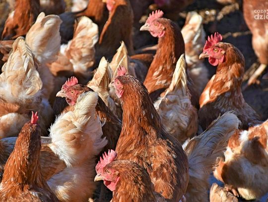 Koniec ptasiej grypy na Mazowszu. Ogniska zostały wygaszone