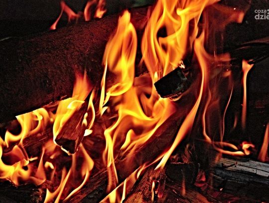 Kradzież drewna i fotopułapki pod Pułtuskiem. 44-latek zatrzymany!