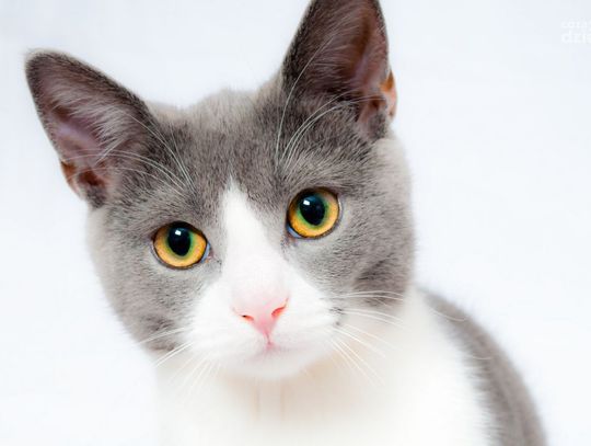 Kuwety dla kota - czy na pewno wiesz, jak ją wybrać?