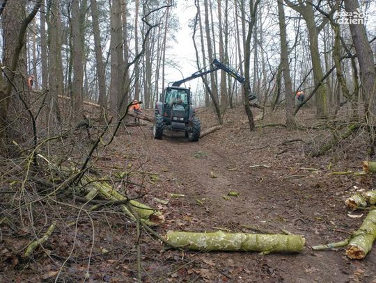 Las Śmieciński będzie parkiem. Nadleśnictwo planuje przebudowę drzewostanu