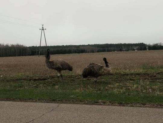 Lato idzie...już widać STRUSIE na łąkach!