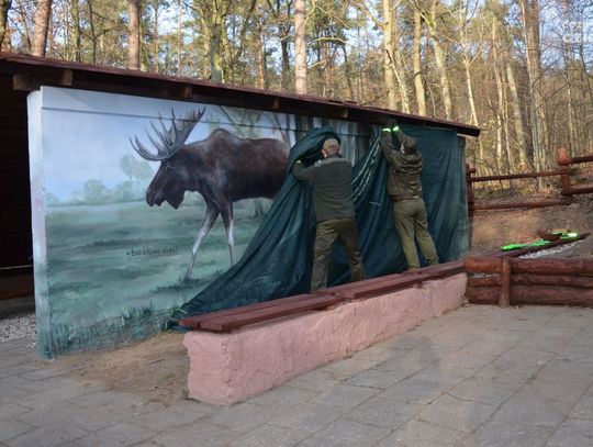 Łoś naturalnych rozmiarów pojawił się w okolicach Mławy