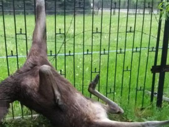 Łoś zawisł na ogrodzeniu, na ratunek ruszyli strażacy