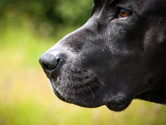 Mława. Agresywny pitbull uciekł pijanemu mężczyźnie. Na oczach właścicieli zabił dwa małe psy. zdjęcie ilustracyjne