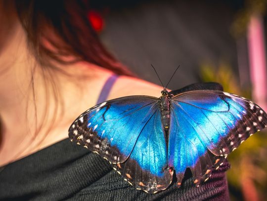 Mława. Amazing Butterflies -  wystawa żywych motyli