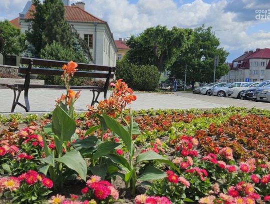 Mława kwitnie latem: ponad 44 tysiące kwiatów ozdobi miasto