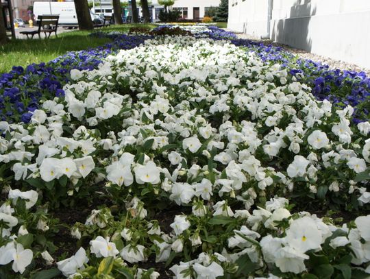 Mława. Niebawem miasto rozkwitnie. I to dosłownie!