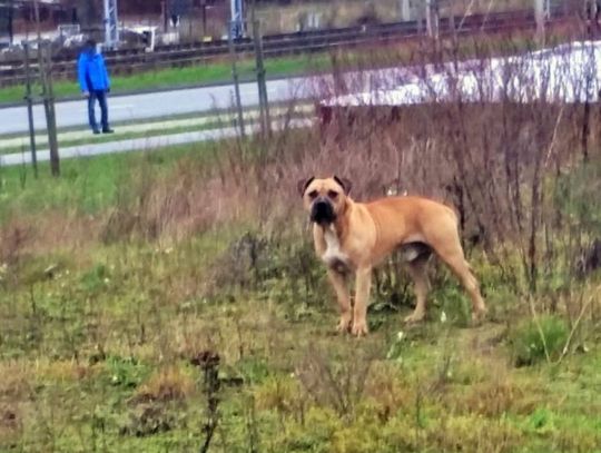 Mławska policja poszukuje właściciela agresywnego amstaffa
