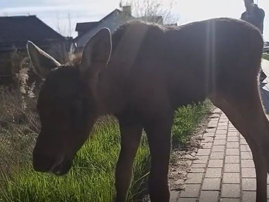 Młody łoś odłączył się od matki. Akcja ratunkowa na Krubinie