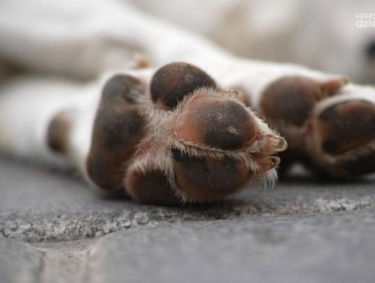 Na adopcję czekają psy ze schroniska w Pawłowie pod Ciechanowem