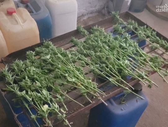 Na rynek nie trafi duża ilość narkotyków. Ciechanowscy kryminalni odkryli m.in. plantację konopi indyjskich