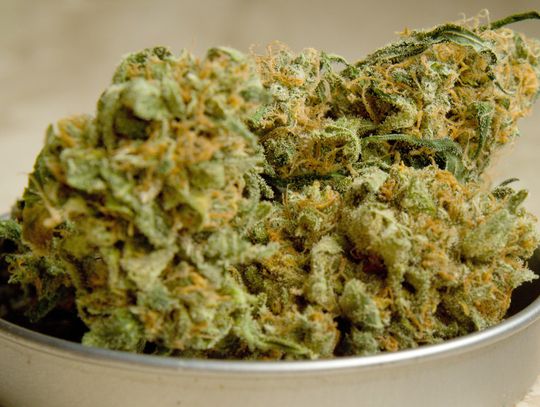 Marihuana w naczyniu