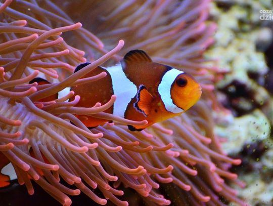 Nemo i Dory wkrótce w Przasnyszu. W SP nr 1 powstaje morskie akwarium