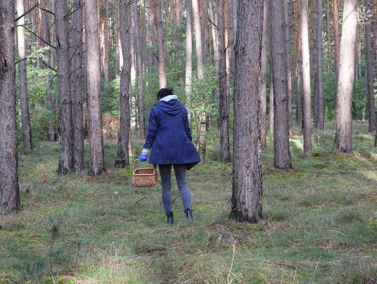 Niemal każdego dnia dochodzi do zaginięcia grzybiarzy