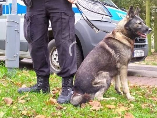 Nowy Krasnosielc. Pies wytropił złodzieja