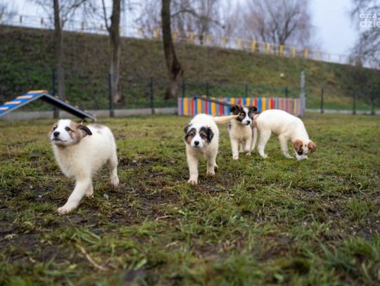 Nowy Psi Park w Ciechanowie już otwarty!