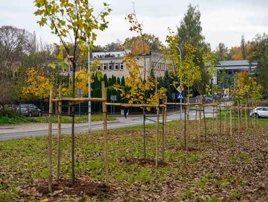 Nowe drzewka w Ciechanowie