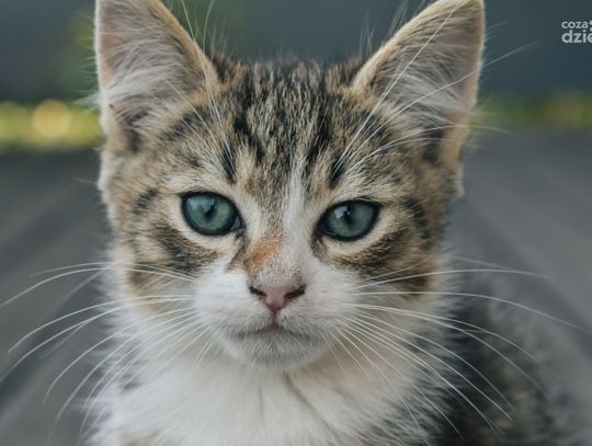Odpowiednia karma dla kota - klucz do zadowolenia Twojego pupila