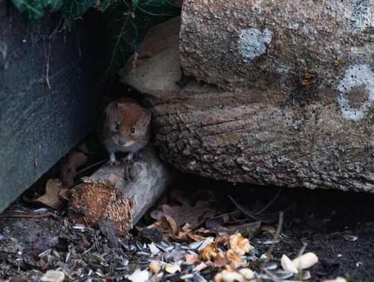 Odszczurzane - kiedy trzeba się na nie zdecydować?