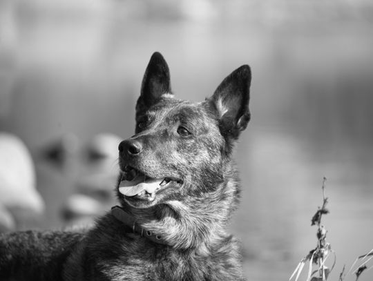 Odszedł po ciężkiej chorobie. Pies Arrow przez lata ratował zaginionych ludzi Zdjęcia psa Arrow