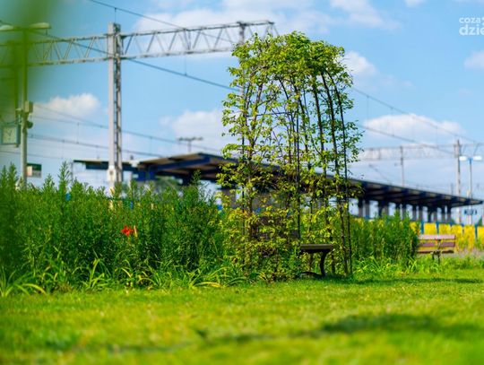 Pierwsza taka w Ciechanowie. Przy dworcu kolejowym powstała "Zielona poczekalnia"