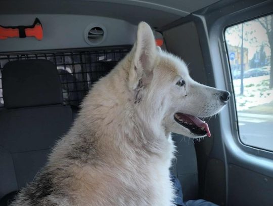 Pies podróżnik i historia z happy endem