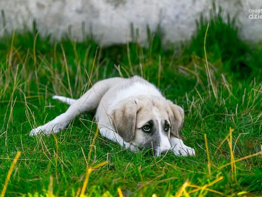 Pies ze schroniska będzie na pewno kochającym i oddanym przyjacielem. Te z Pawłowa czekają na adopcję