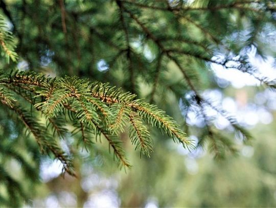 Posadź własny las i weź pieniądze - wnioski tylko do końca tygodnia