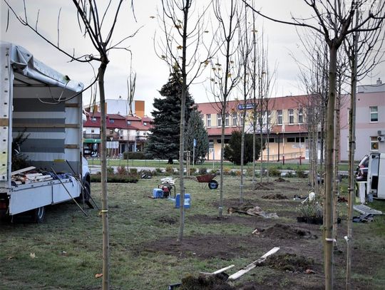 Powiat Płoński stawia na edukację ekologiczną i sadzi drzewa krzewy i rośliny miododajne 