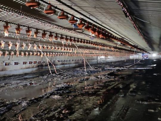 Pożar na fermie drobiu niedaleko Glinojecka