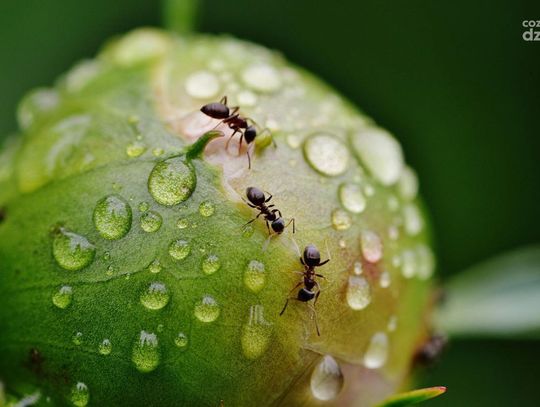 Przygotuj się na letnie szkodniki