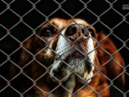 Psy ze schroniska w Pawłowie wciąż liczą, że ktoś je przygarnie. W każdej chwili można je adoptować