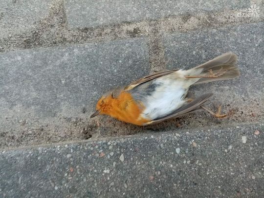 Ptasi problem tematem miejskiej dyskusji  