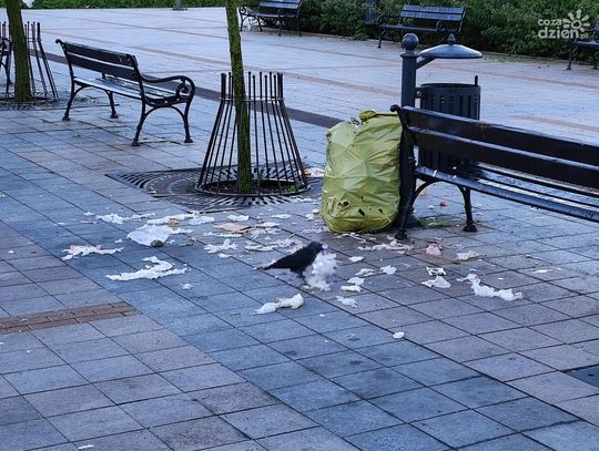 Ptasi problem w centrum Ciechanowa