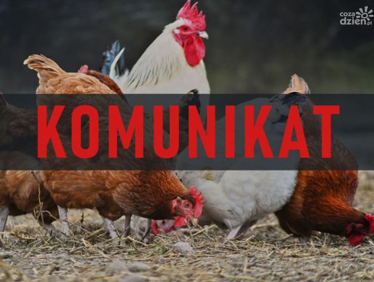 Ptasia grypa: nakaz trzymania drobiu w zamknięciu