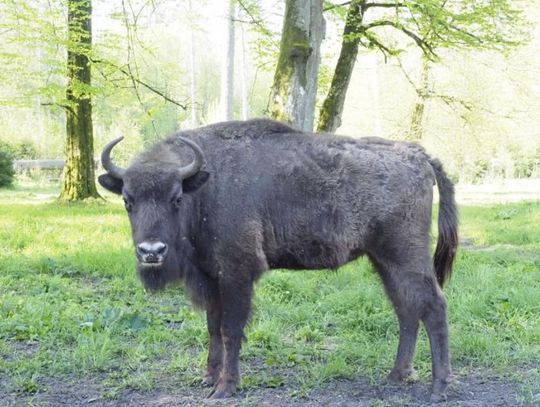 „Razem dla żubra” – mławski konkurs dla szkół